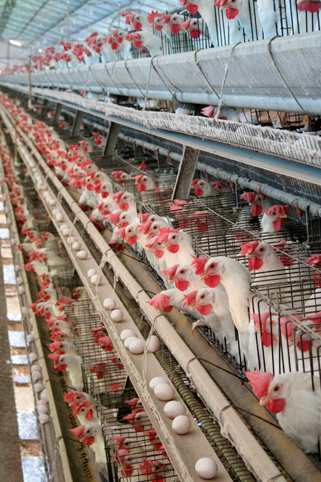 hühner Batterie Annie Mc n