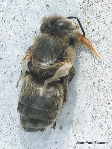 königin ohne Flügel bienenpng