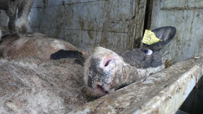 kühen im Transport totn