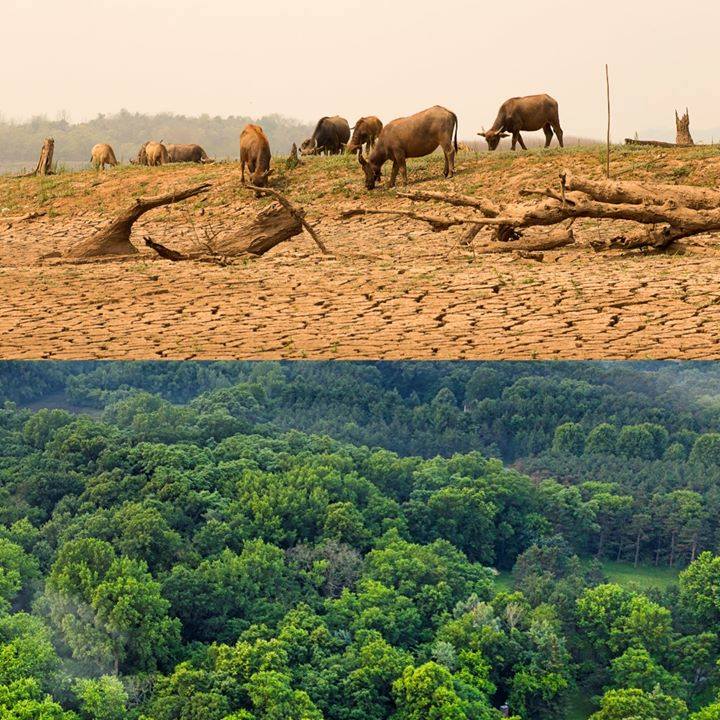 kühen in der Wüste Bild karikaturjpg