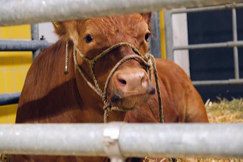 kuh aus dem Schlachthof gerettet 2_n