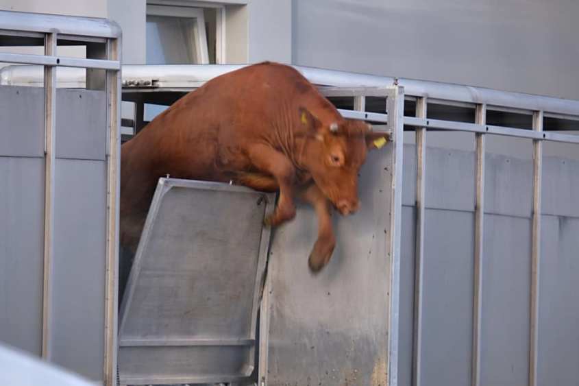 kuh aus dem Schlachthof gerettet