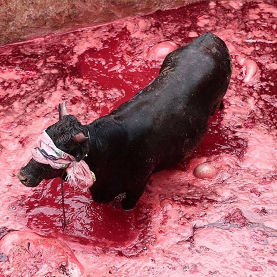 Kuh mit angebundenen Augen im Blutn