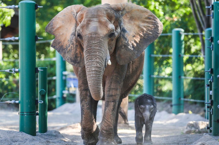louisvillezoo Elephant Mikki