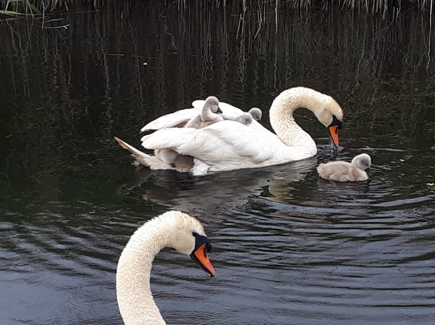 Pauline swan with cygnets