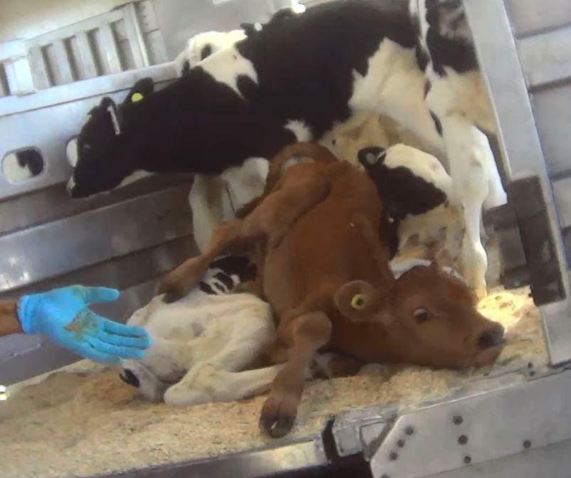 Rind Kälber werden in den LKW geworfen FB