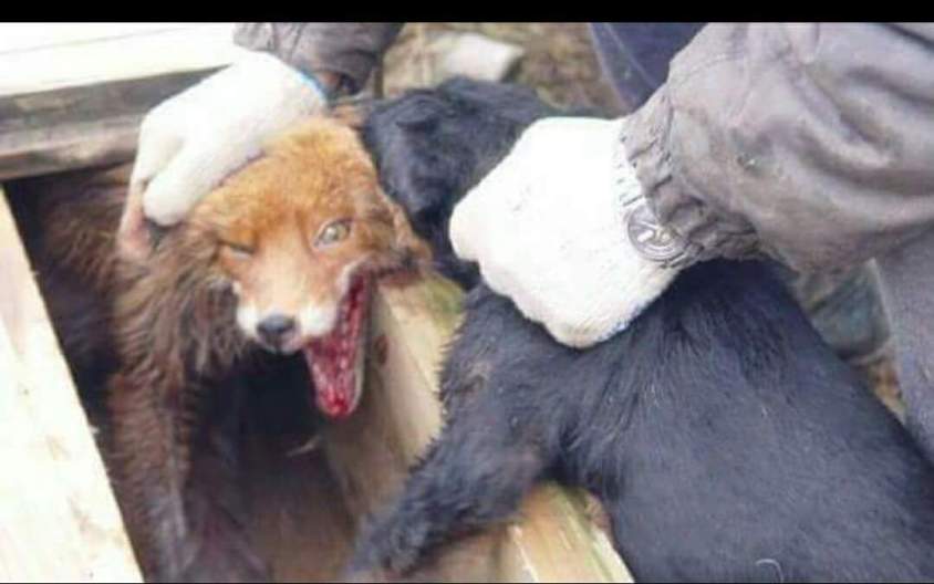 schliefanlage mit hund und fuchs_o