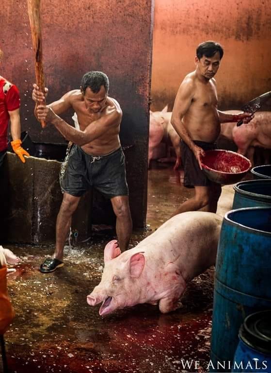 schwein we animalsjpg