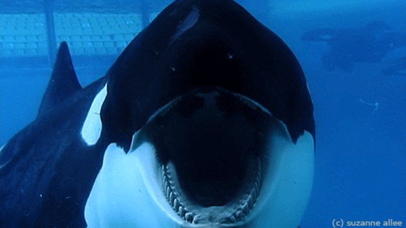 seaworld kills 3