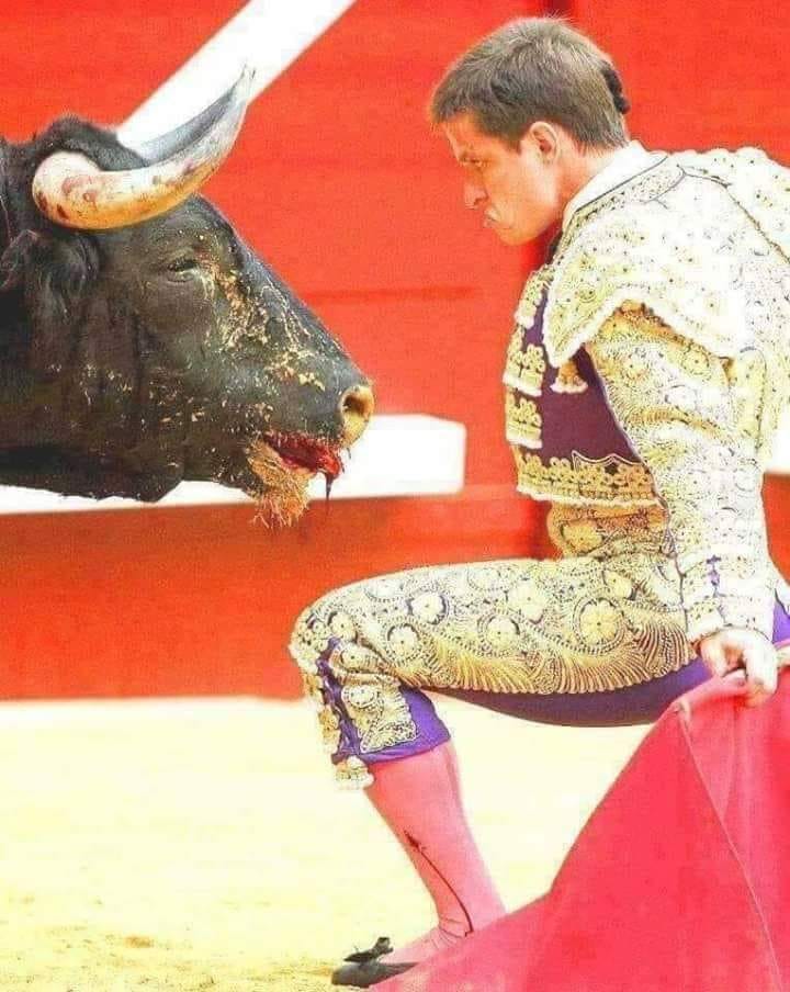 stier und böser matador pg