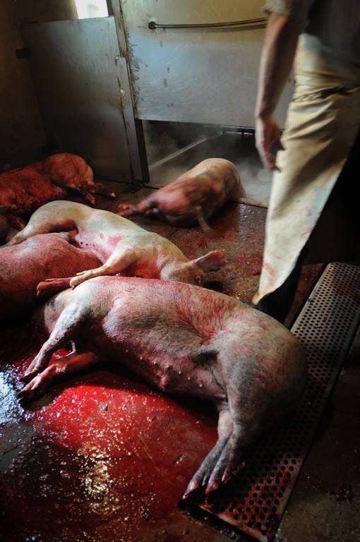 Szene im Schlachthofjpg