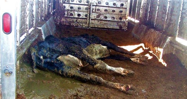 transport-2Kälber jpg