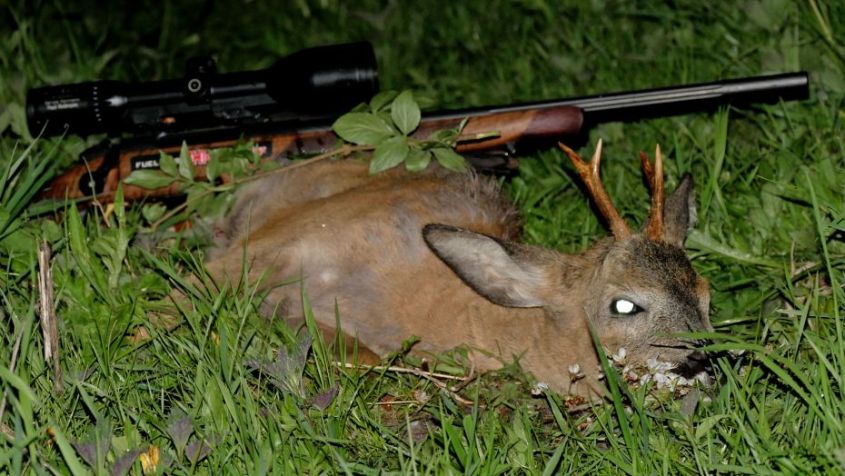 zweiter-bock-Jagd-Mai