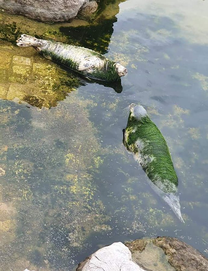 2 seehunde Spanienjpg