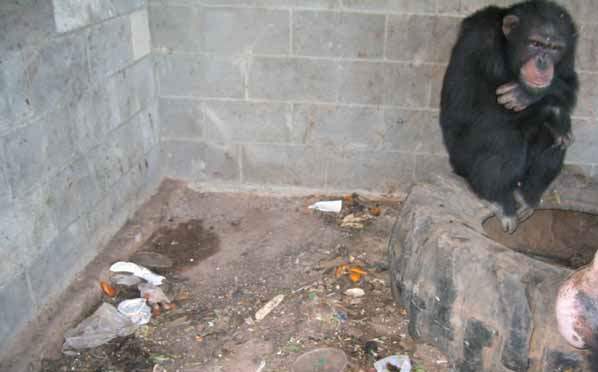 Affen Karikatur sehr schön