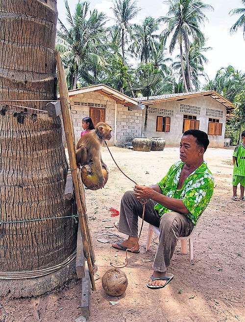 Affenhalter.Thailand jpg