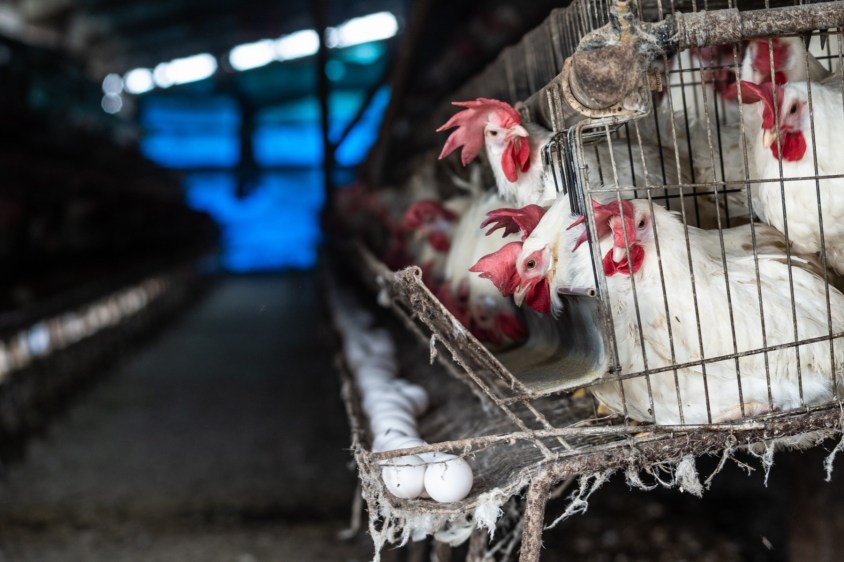 anonymous hühnerjpg