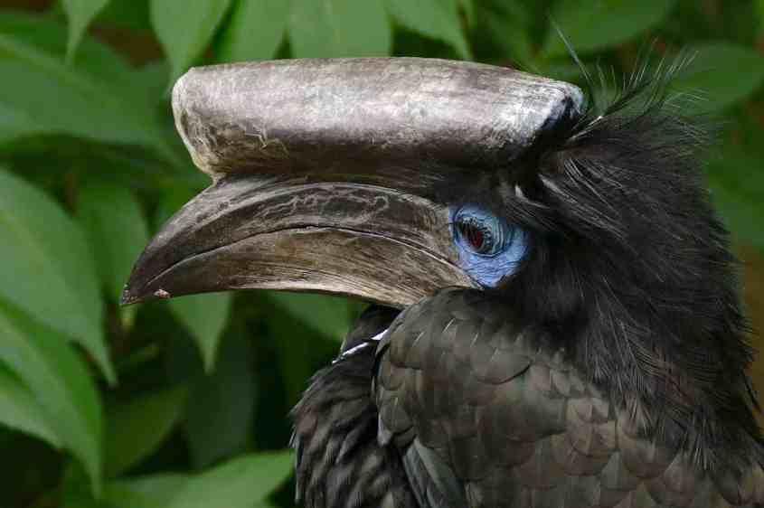 cameroon-hornbill-bushmeat