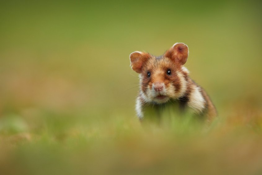 feld hamster