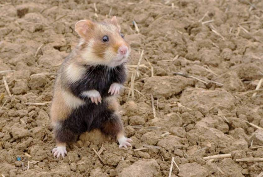Feldhamster pg