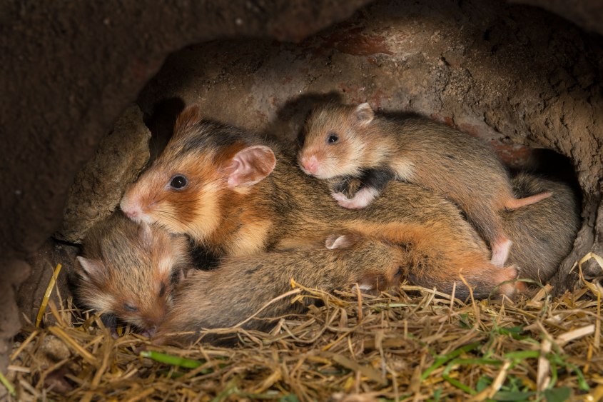 Feldhamster_Familie pg