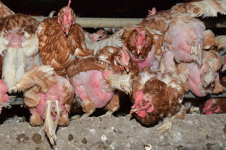 Bilder aus einer Farm in Twistringen, in der "BIO"-Eier produziert werden.