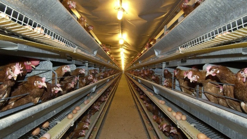 hühner in Batterien