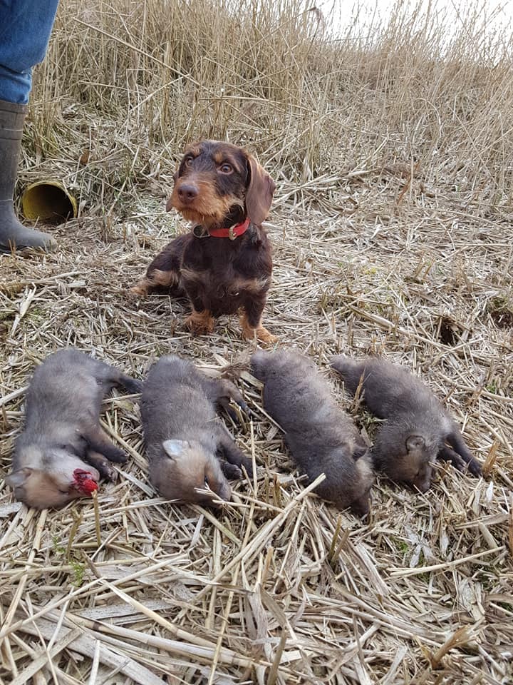Hund und tote Fuchswelpenjpg
