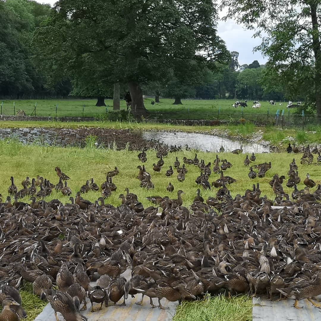 Ireland_ducks_enten befreiungpg