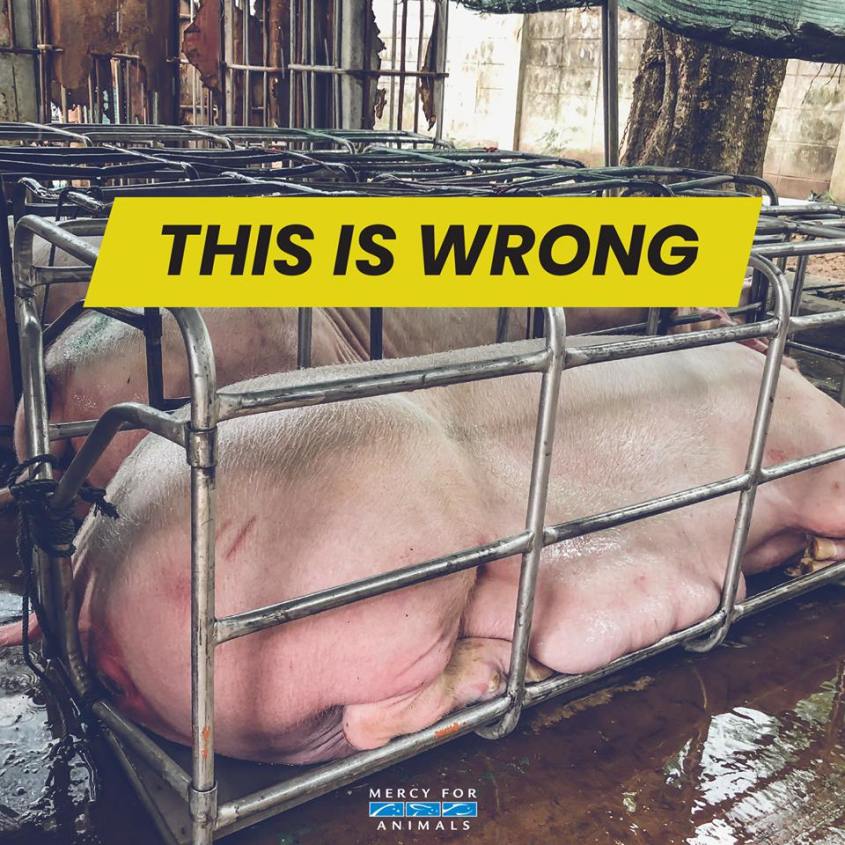 Mutter Sau in Kasten_n