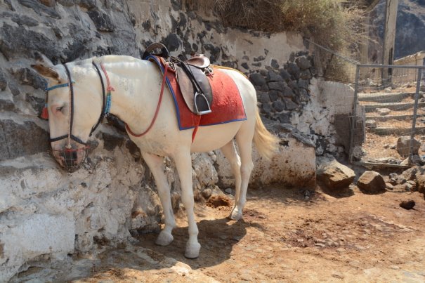 Pferd in knaller SDonne-Santorini