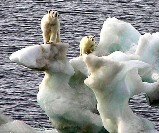 polar bears melting ise