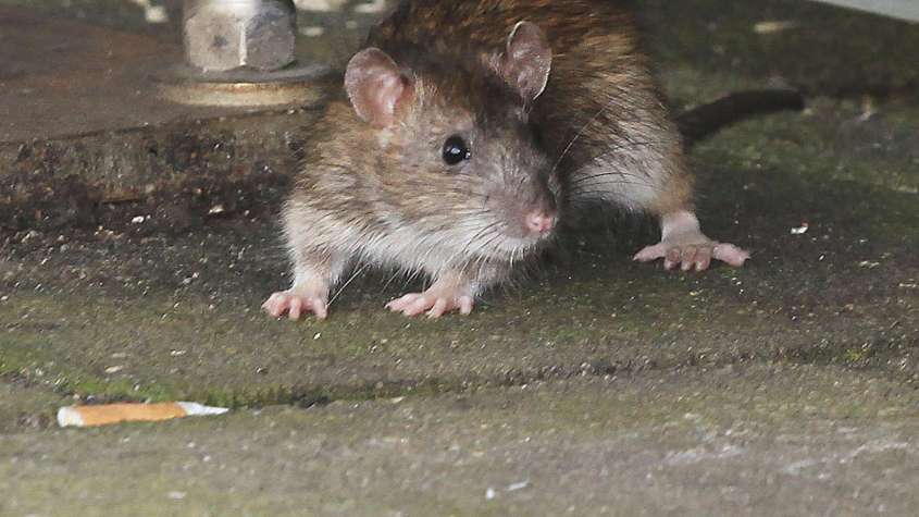 Ratte jpg