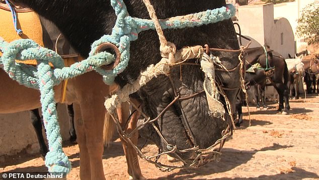 santorini sewl mit maulkorb