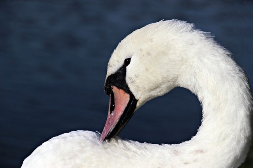 Schwan
