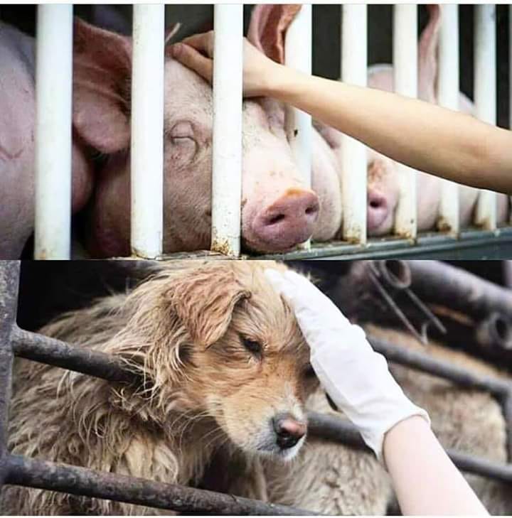 schweine-hunde parallelepg