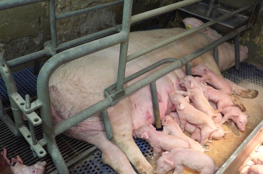 schweine kasten mit ferkel-PETA-D
