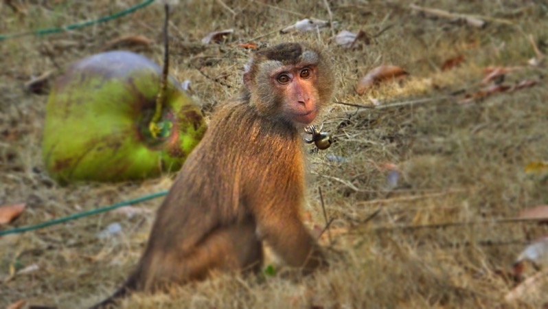 Schweinsaffe- Kokosnussindustrie g