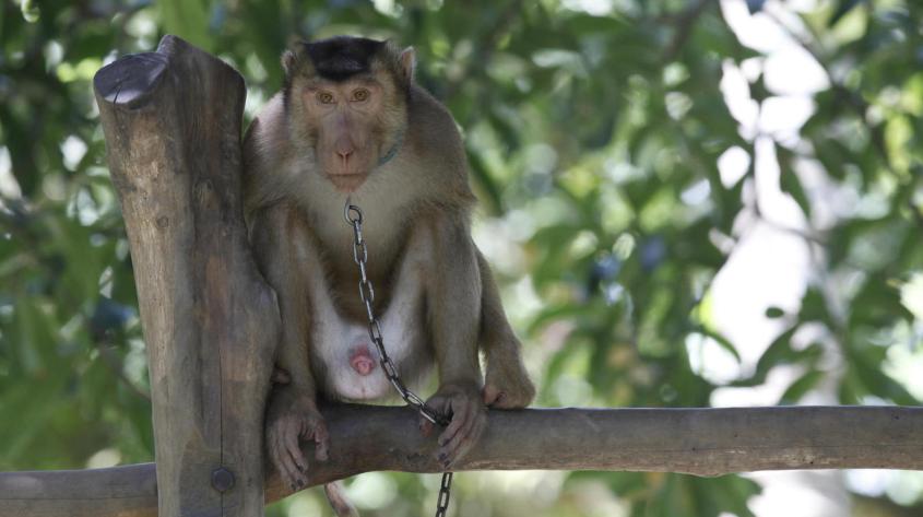 Coconut plucking monkey