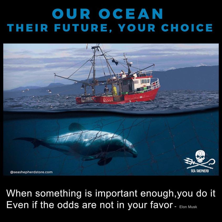 shea shepard Ocean jpg