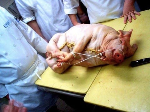 Tierversuche an Schwein_n