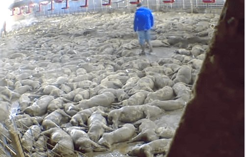 verbrannte schweinejpg