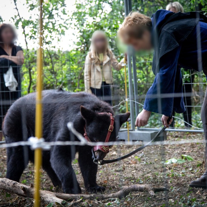 zirkus frankreich bär mit maulkorb jpg