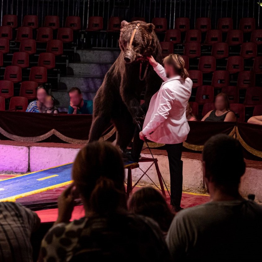 zirkus frankreich bär und dompteur o
