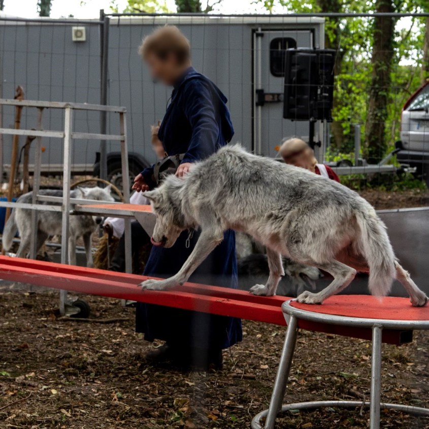 zirkus frankreich wolf