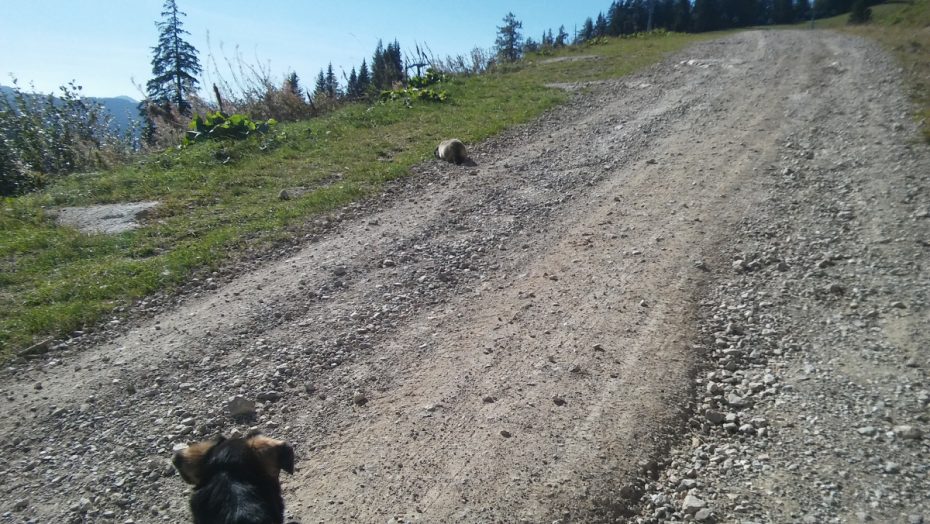 balluch murmeltierjagd