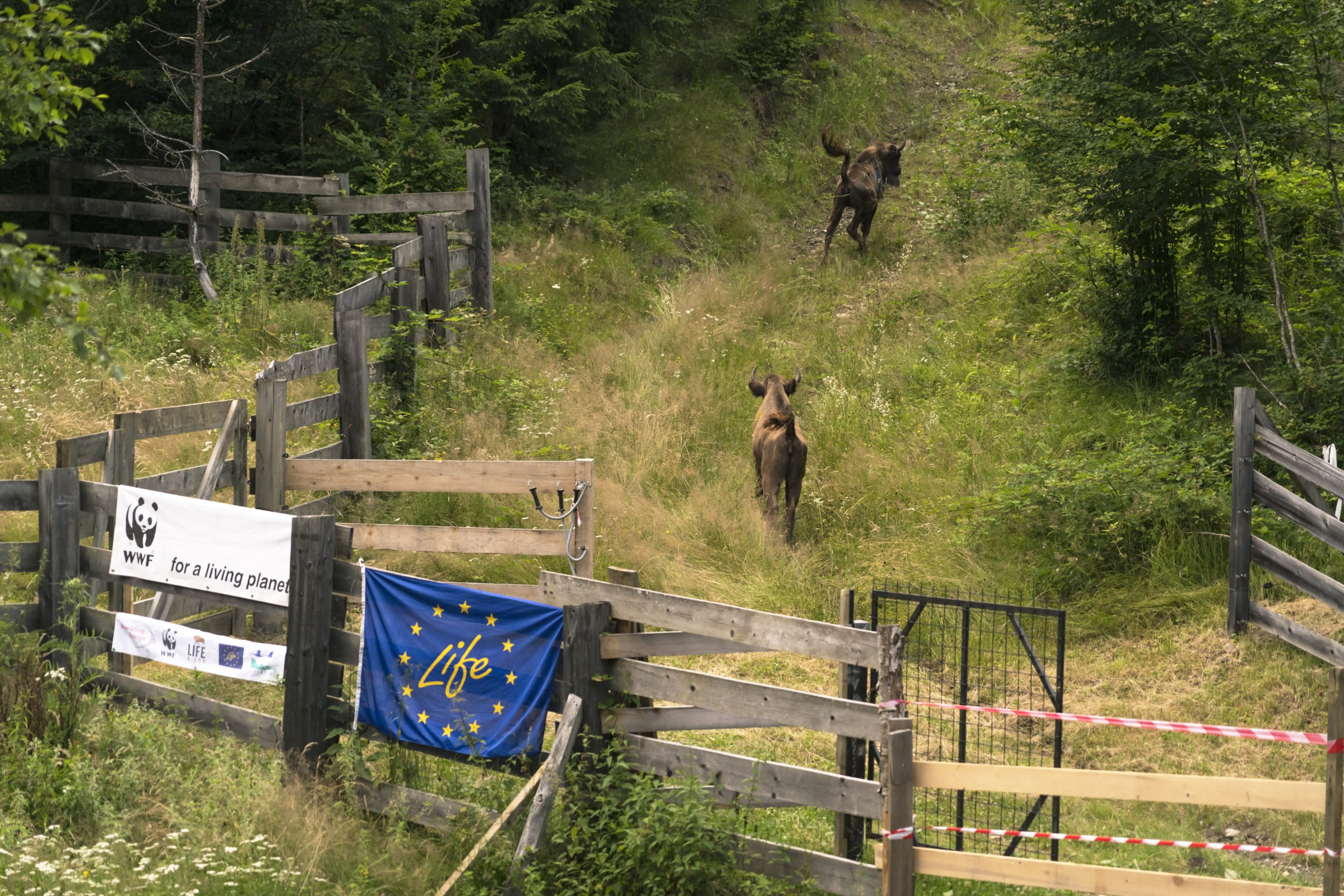 Bison-Rumänien 2 pg