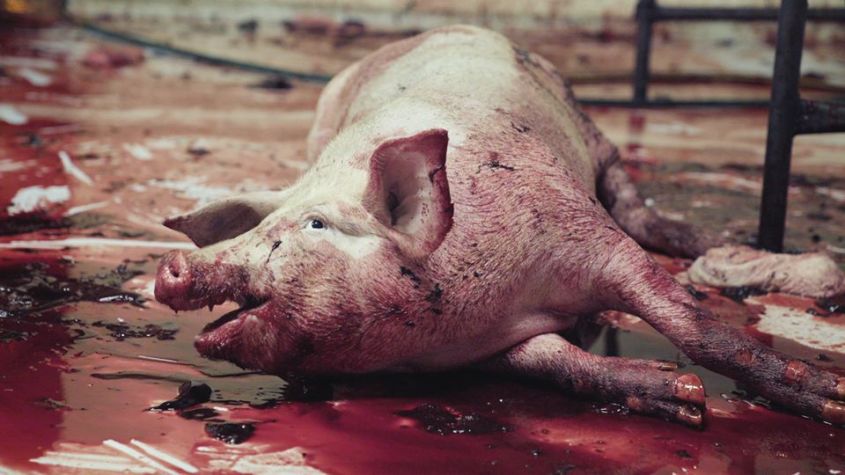 blutendes schwein