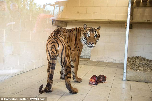 hamerton Zoo tiger jpg