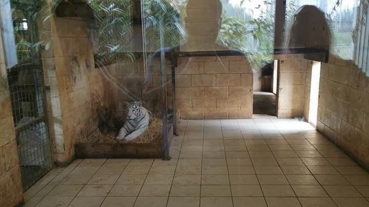 hamerton Zoo tigerjpg